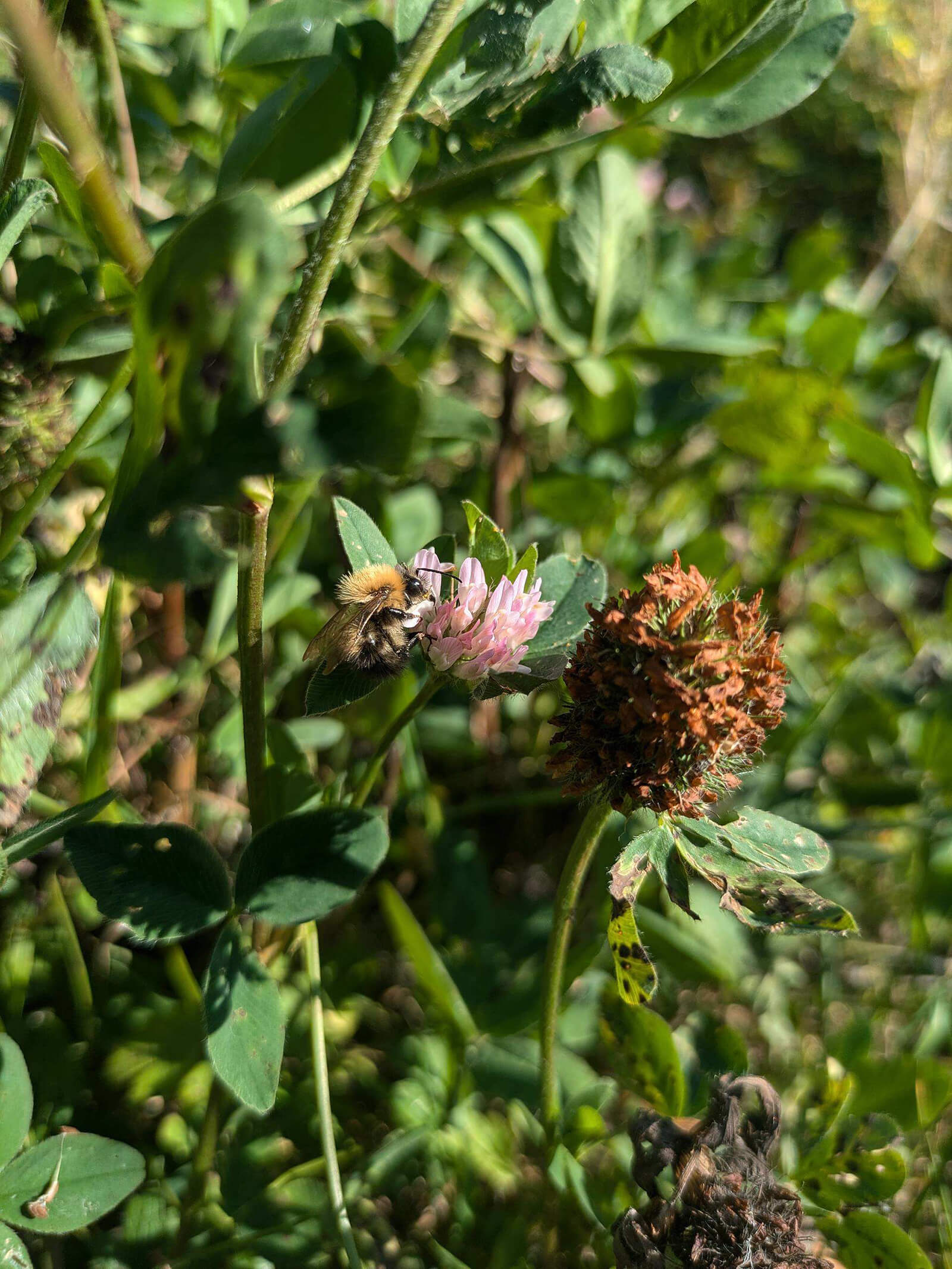 Site image